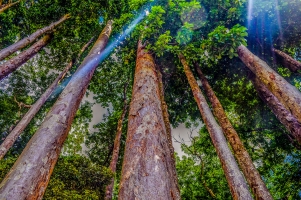 World Forestry Congress to push for greener, healthier future with forests 